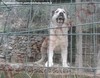 STORIE VERE SUI CANI DA GUARDIA (Video 13)